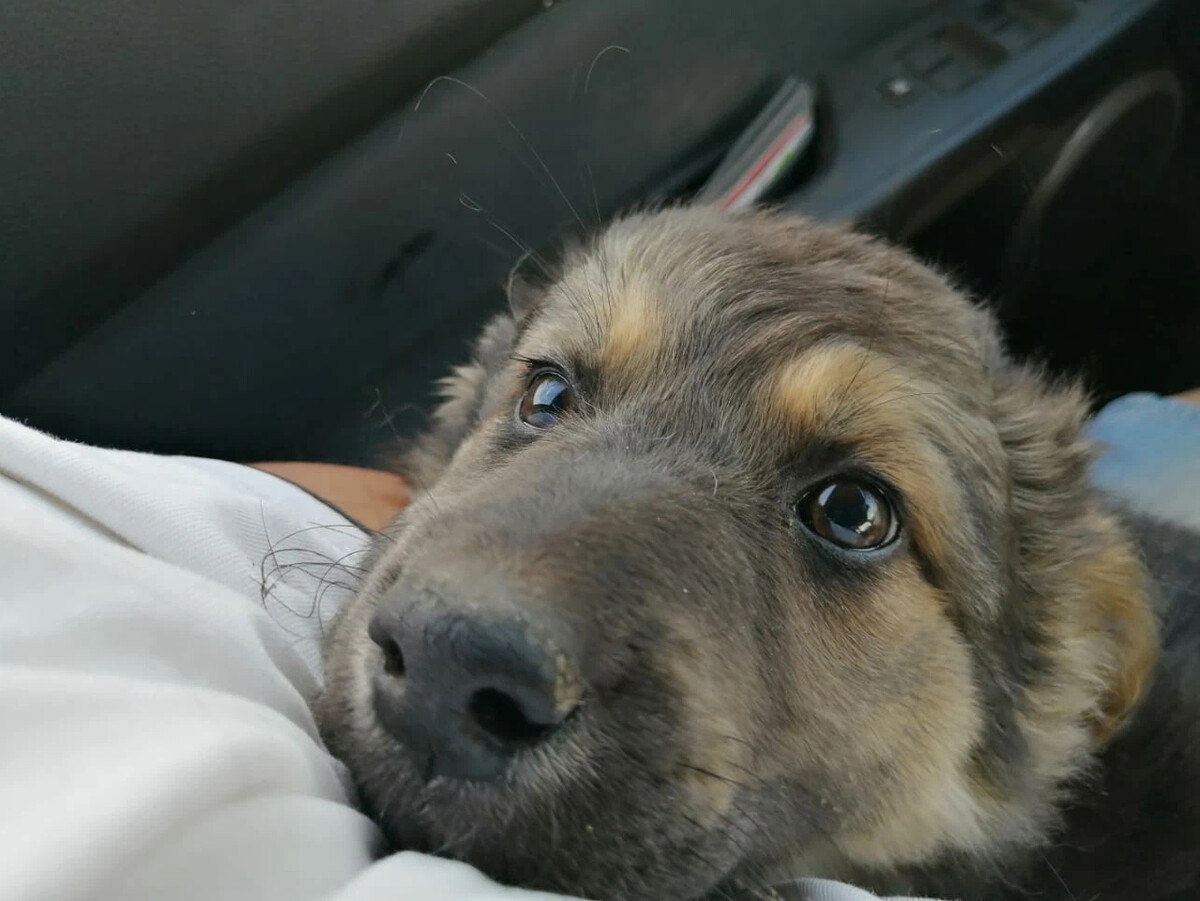 Белая дворняга щенок. Потеряшки в омске животные собаки. Собак г омска. Собака шон фото. Собак г омска.