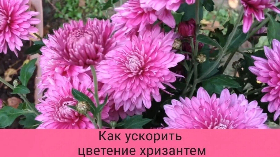 Как ускорить цветение хризантем. Хризантемы цветущие с июля до Мороза. Как заставить хризантемы цвести.