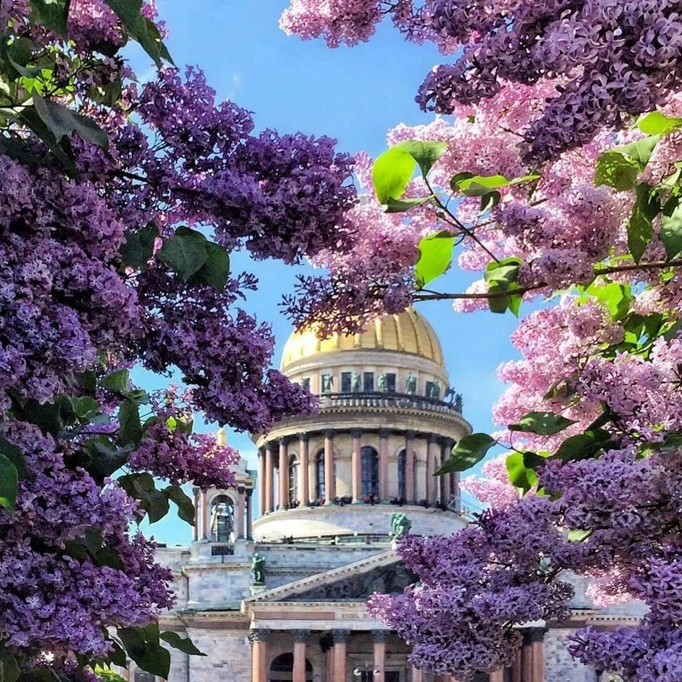 Церковь и сирень фото