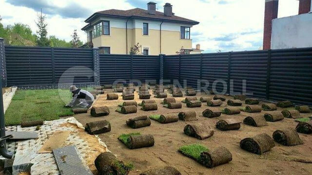 Майские работы по укладке газона Газон после дождя грязноватый, но ...