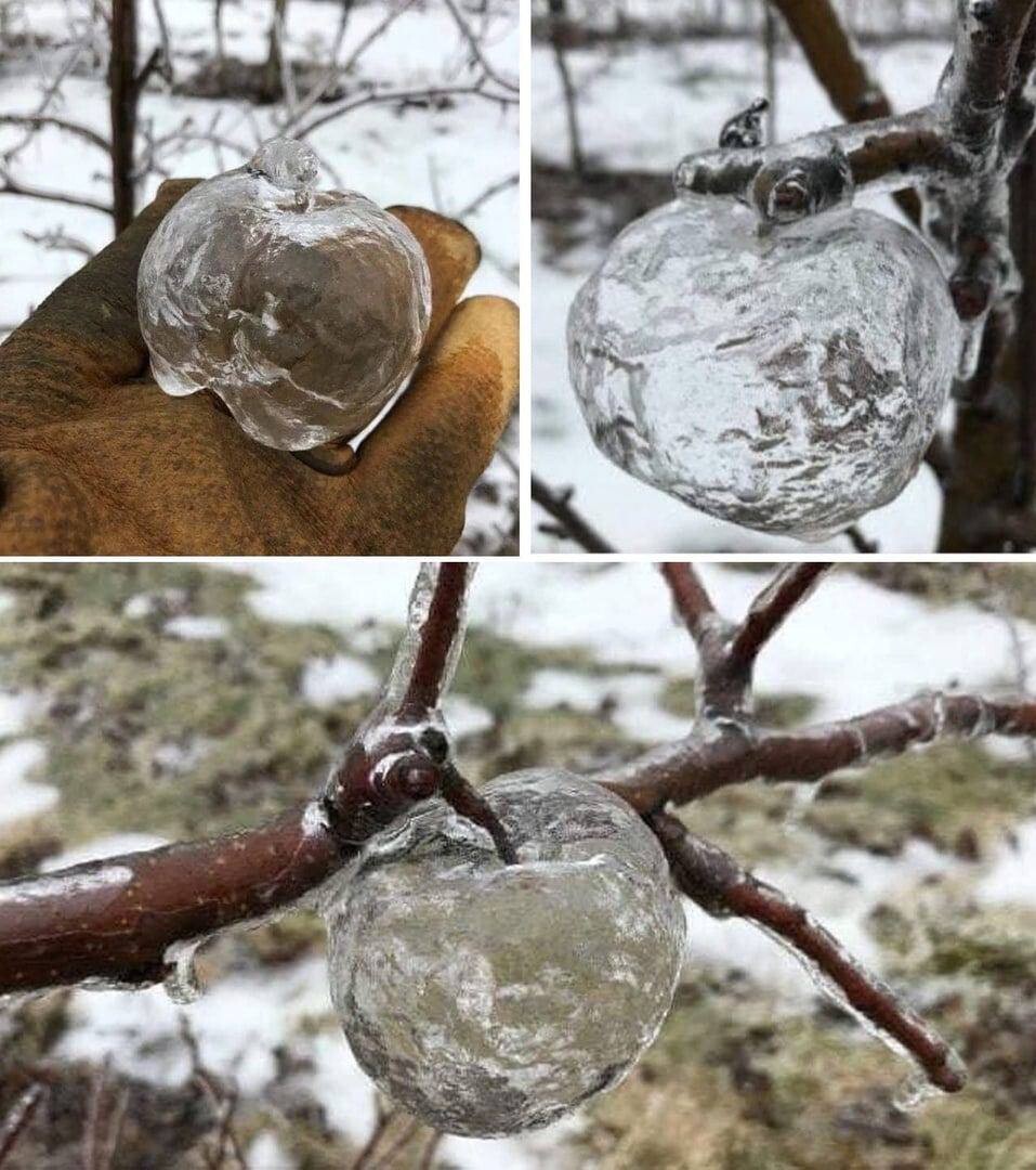Яблоки призраки ледяные