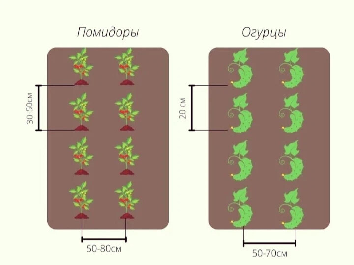 Через какое расстояние сажать огурцы