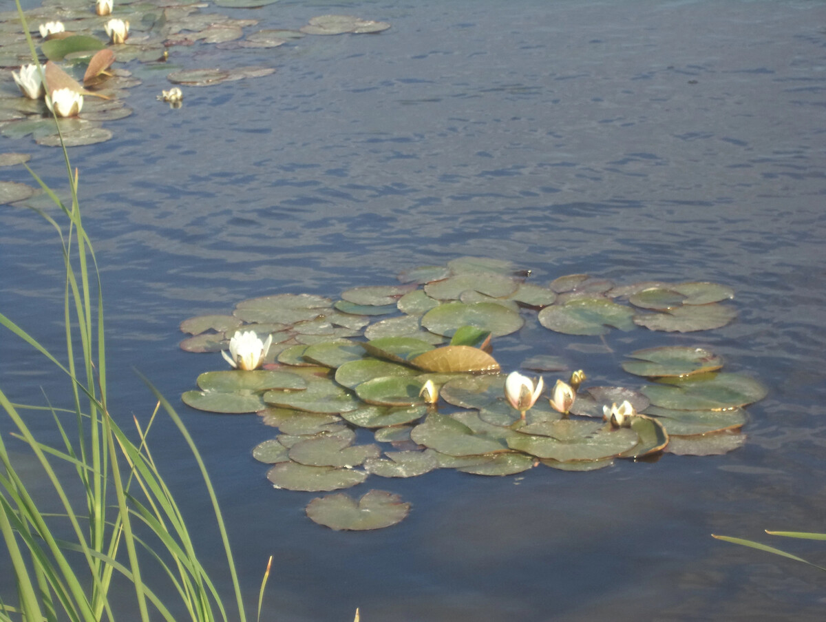 Кувшинки водоросли Ангара