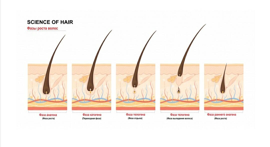 На ногах выпадают волосы причины. Цикл роста волос. Анаген катаген телоген ресницы. Причины выпадения волос у женщин после 30.