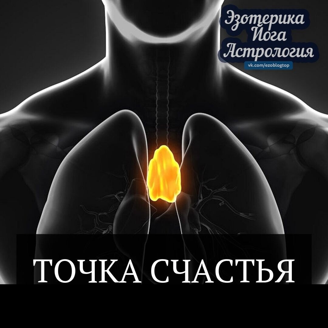 Счастливо и точка дзен. Точка счастья вилочковая. Вилочковая железа точка счастья вашего тела. Точка счастья на теле человека. Вилочковая железа точка счастья вашего тела дзен.