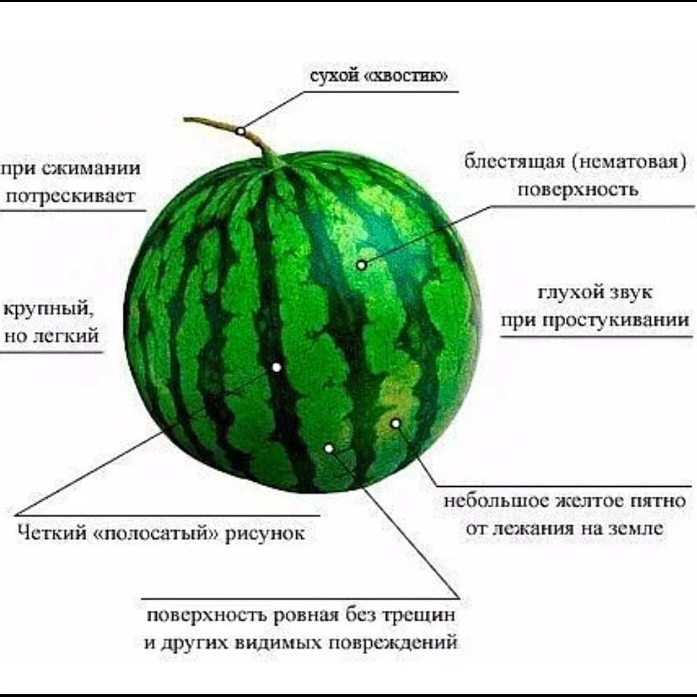 Какой звук у спелого арбуза. Как выбрать Арбуз. Строение арбуза. Как правильно выбрать Арбуз. Как выбрать спелый Арбуз.