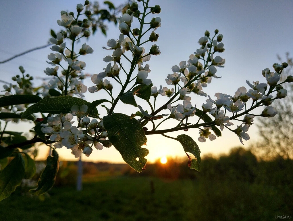 Цветёт черёмуха солнце