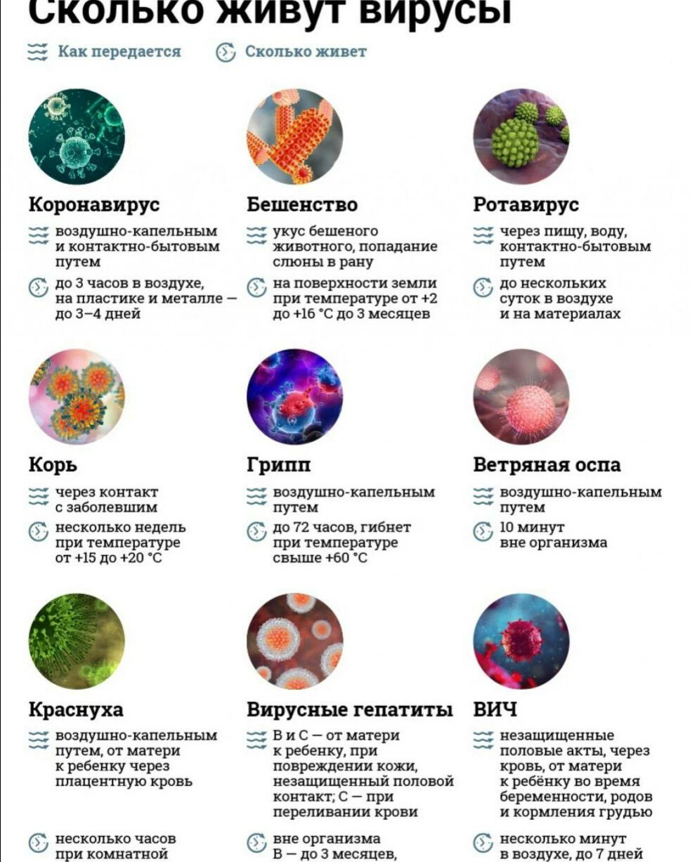 Сколько живут вирусы. Сколько живут вирусы вне организма. Сколько вирус живет на поверхности. Сколько вирусы и бактерии живут на поверхности.