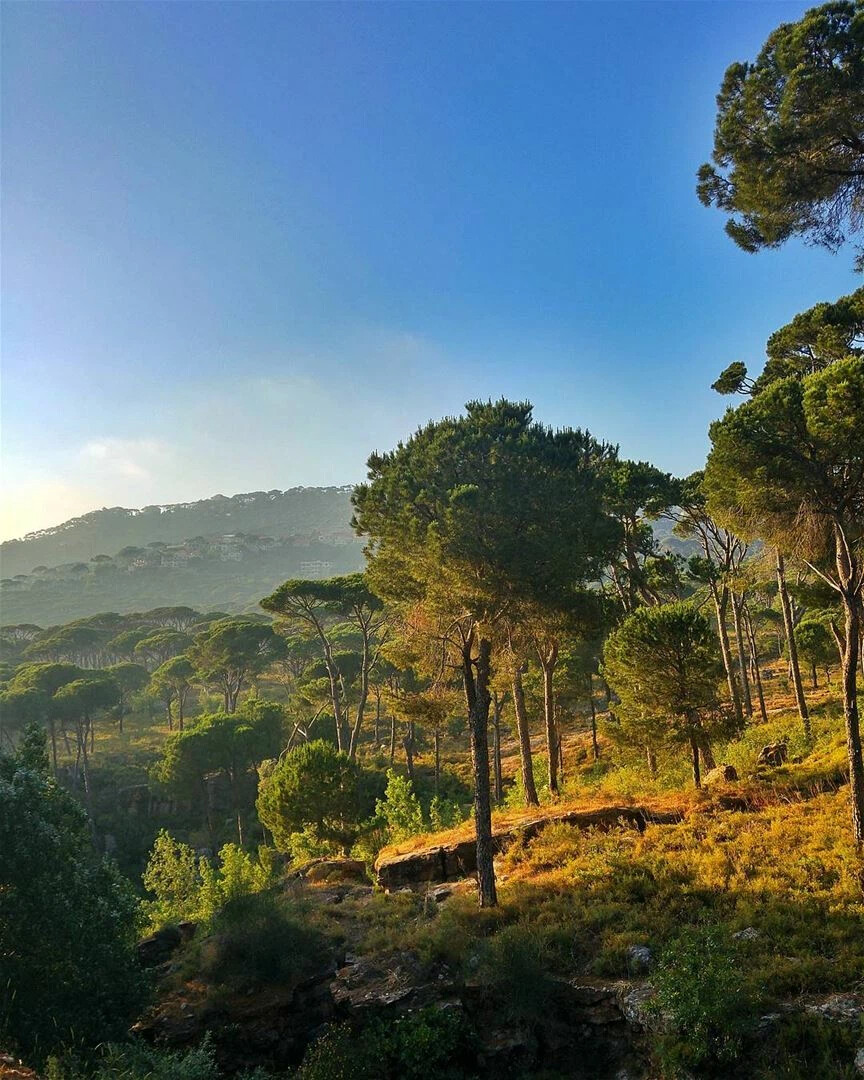 Природа ливана