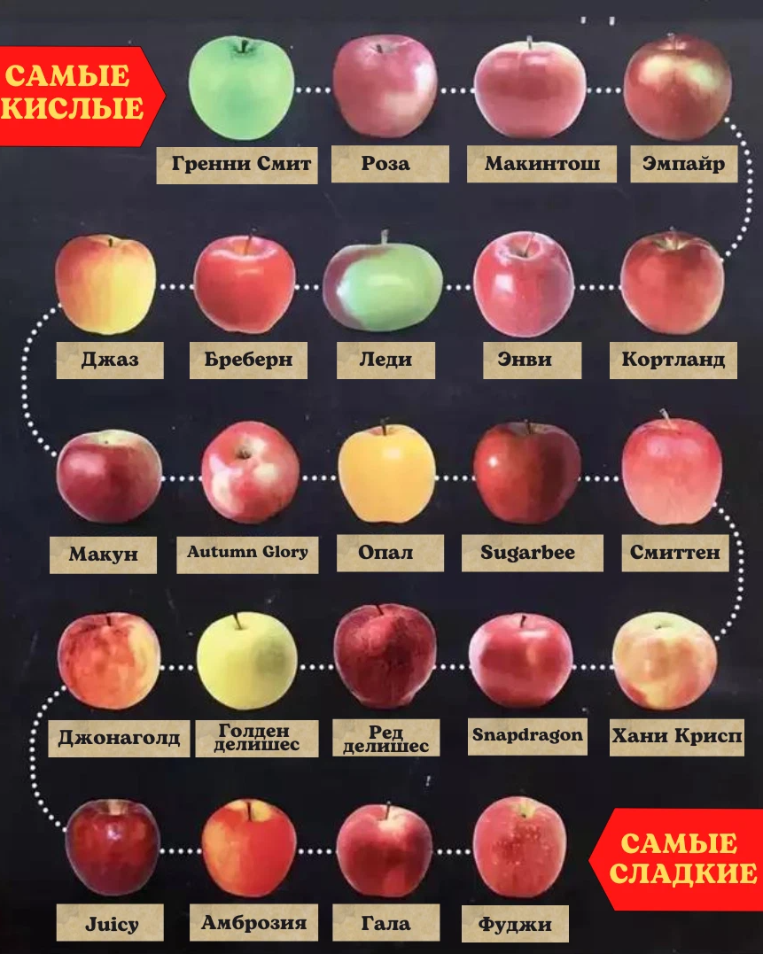 Кислые сорта яблок фото с названием Полезное