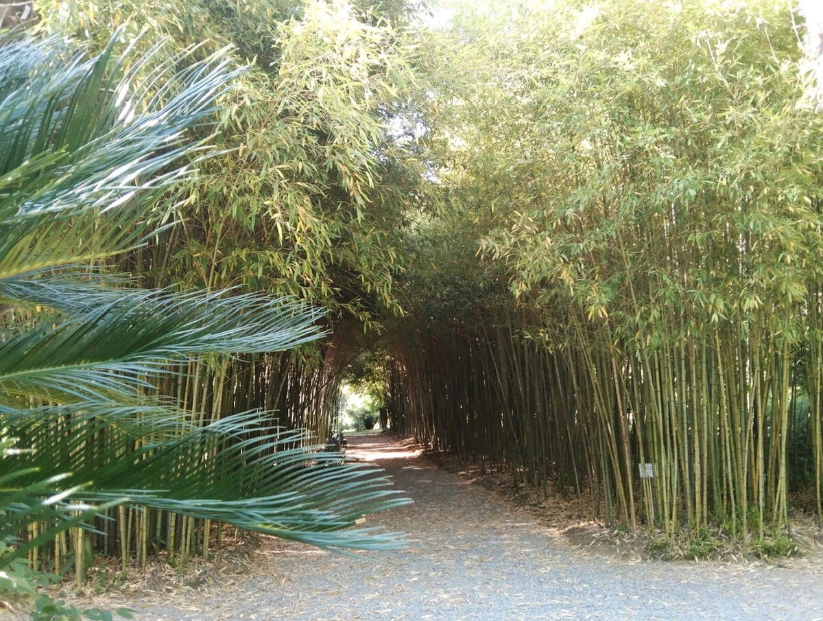 Ботанический сад Сухуми