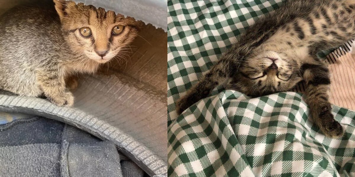 Котенку четыре дня