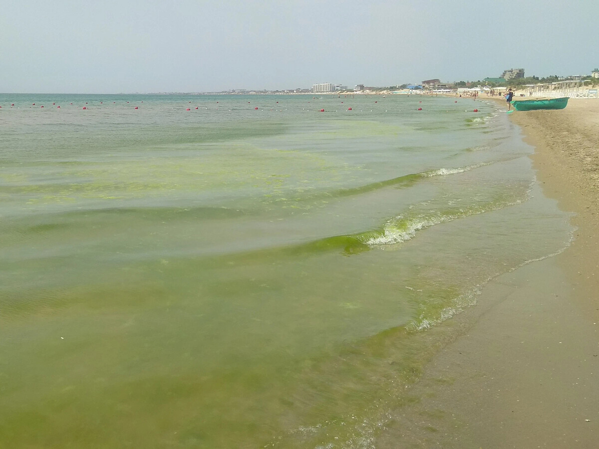 Цветение моря витязево анапа. В анапе какое море цветет. Черное море цветет анапа. Черное море цветет анапа. Пляжи анапы 2022.