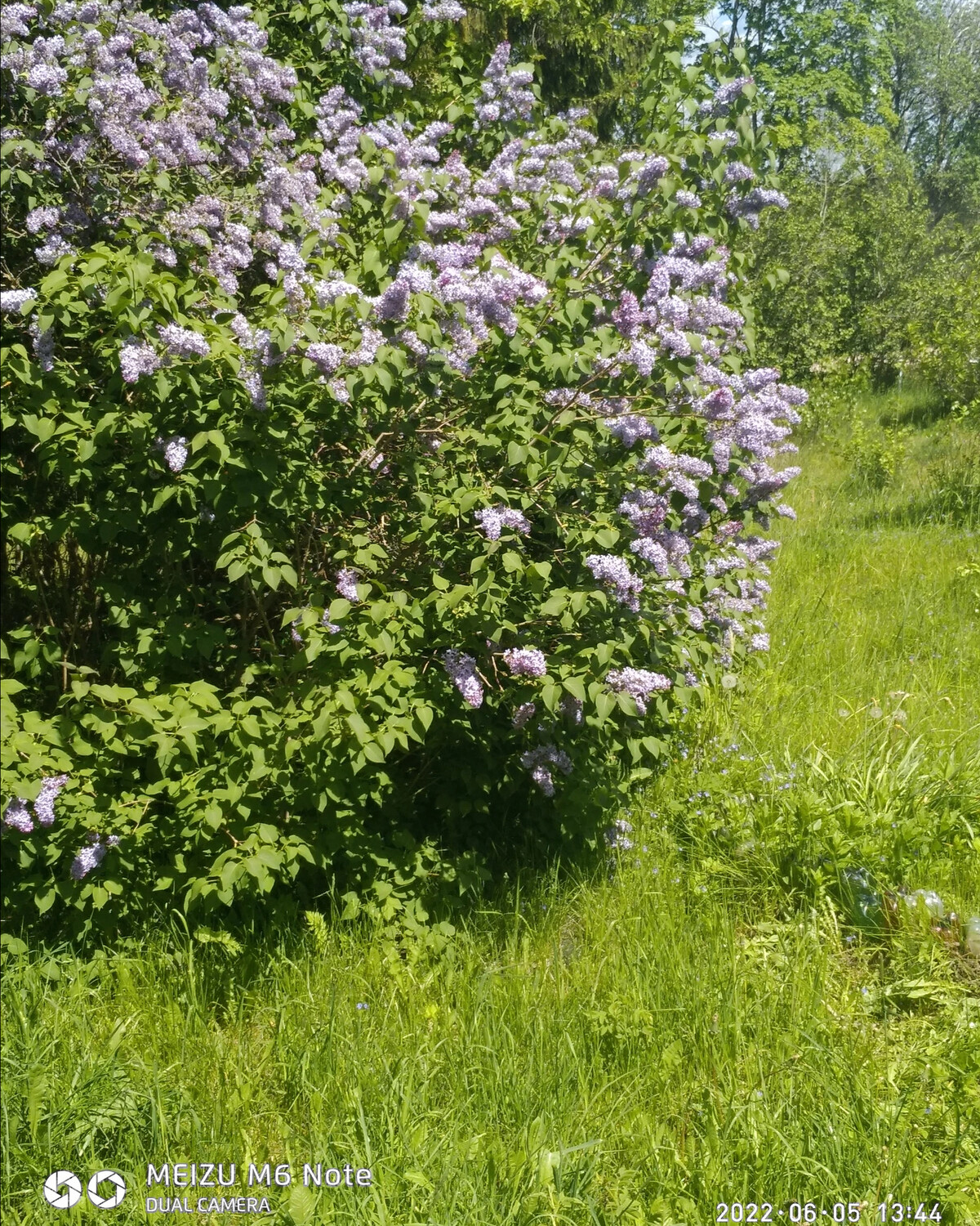 Сирень Катюша куст