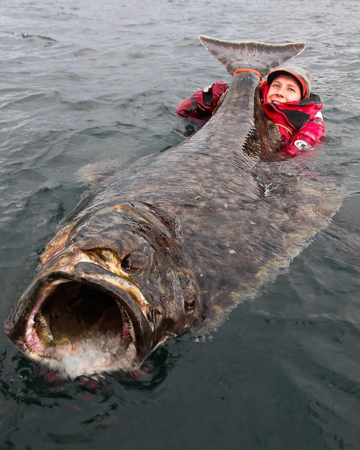 палтус в море