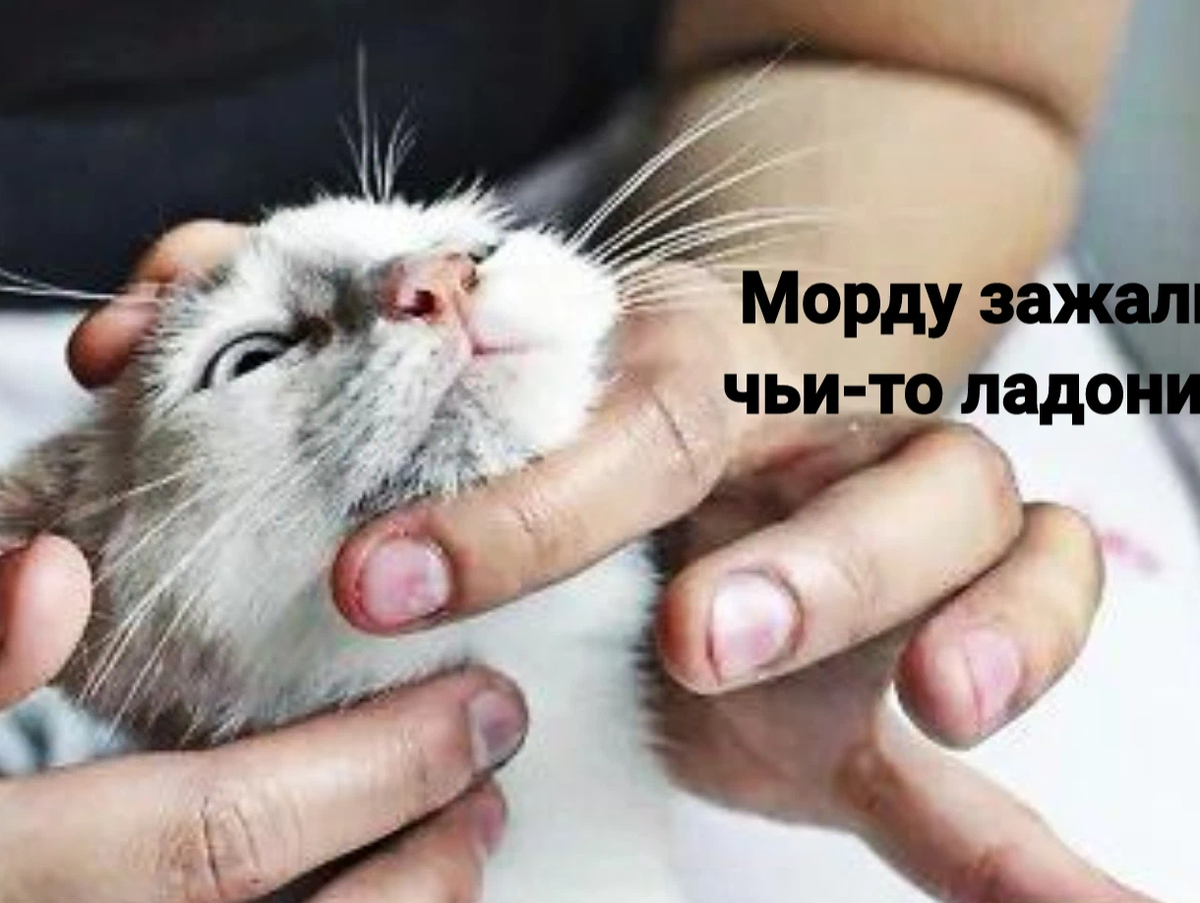 Введение лекарств животным. Нас глистогонят нас глистогонят. Нас глистогонят. Нас глистогонят. Морду зажали чьи-то ладони нас глистогонят нас глистогонят.