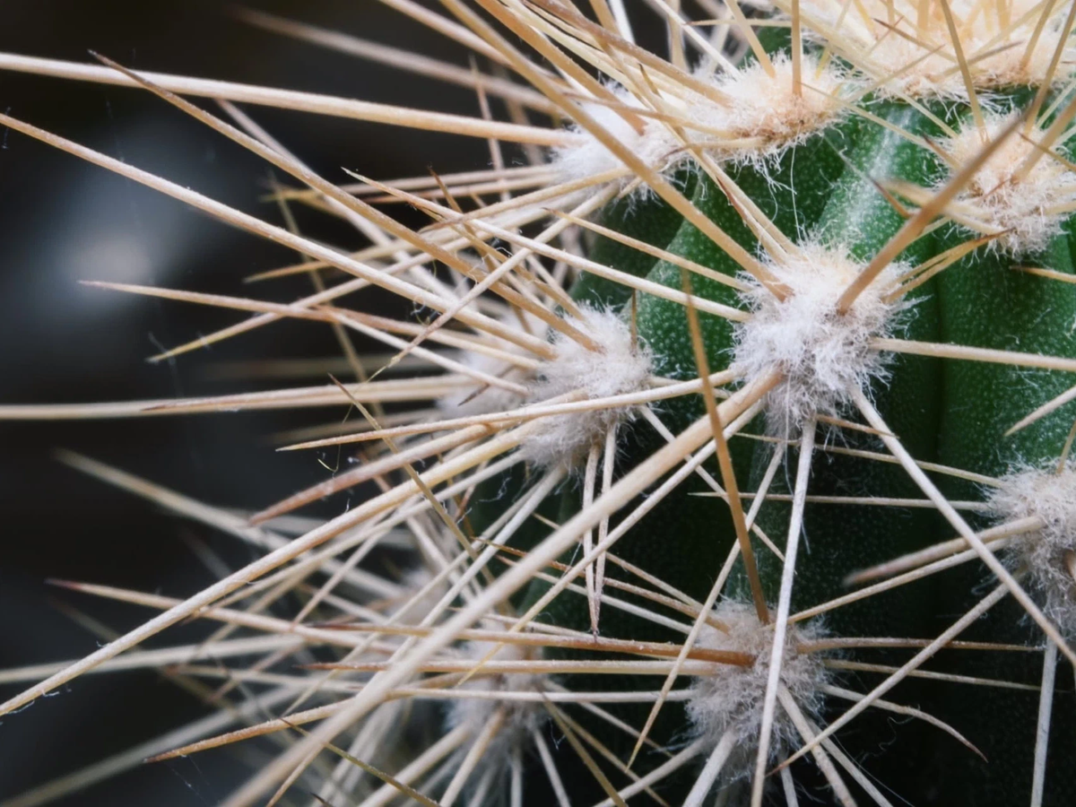 Не спешите выбрасывать кактус! 🥺🌵🗑 Помните в Икее, раньше продавались… |  Z E L E N O | Дзен