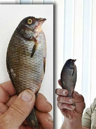 Почему говорят, «рыба клюёт» Ведь у нее нет клюва?? Такой вопрос звучал ...