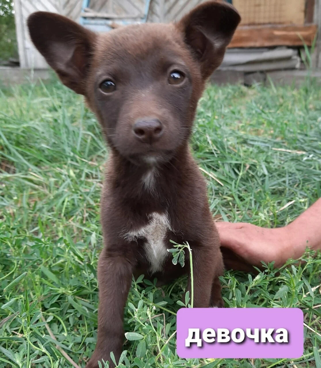 один дома собака съела. приют для бездомных животных. кот и пес приют территория надежды бурятия. кот и пес приют территория надежды бурятия.