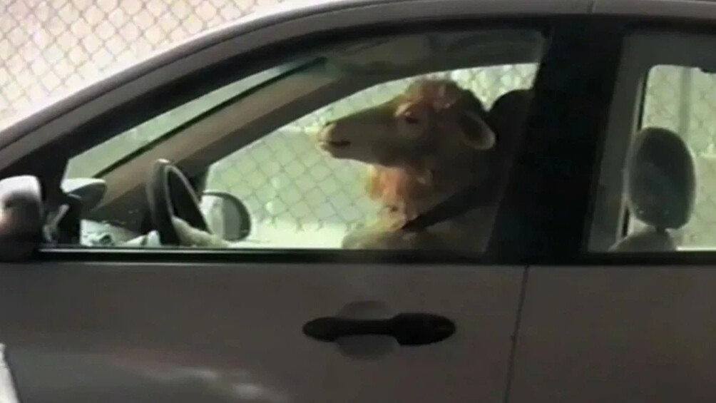 Коза в салоне авто