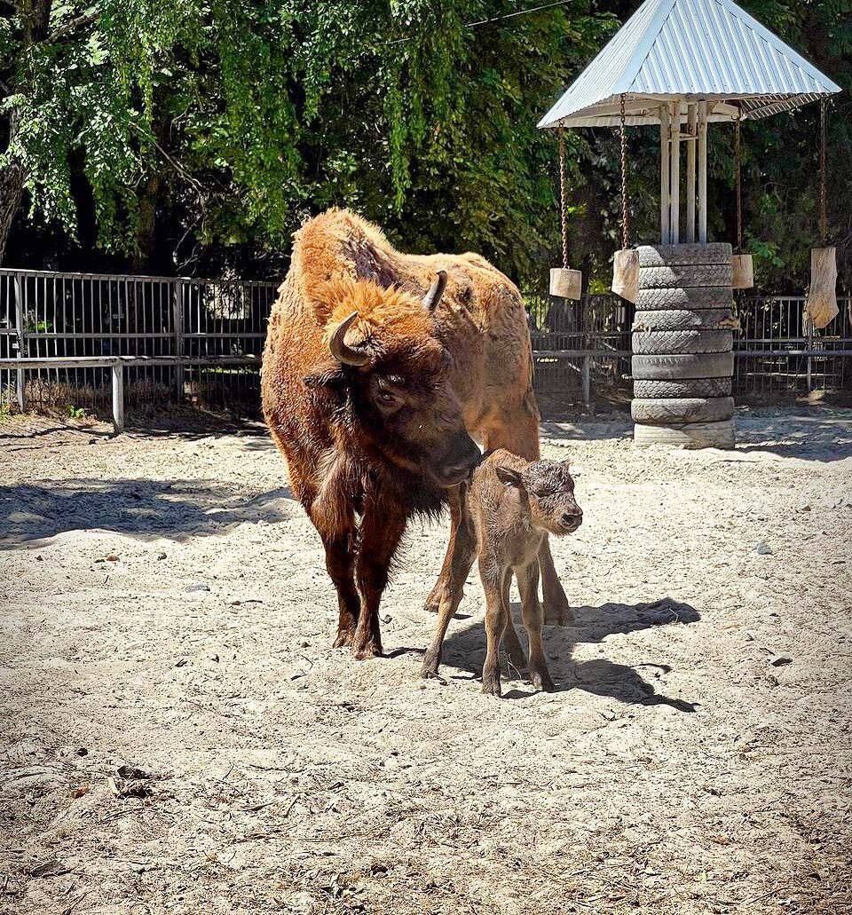 цепкохвостый сцинк. гигантский цепкохвостый сцинк. в липецком зоопарке родился зеброид. маленький бегемотик. тигр в барнаульском зоопарке.