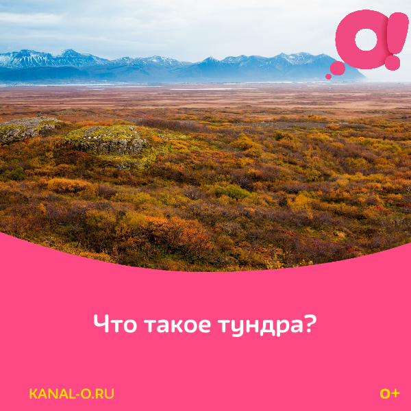 Тундра слово из какого языка. Слово тундра означает безжизненная
