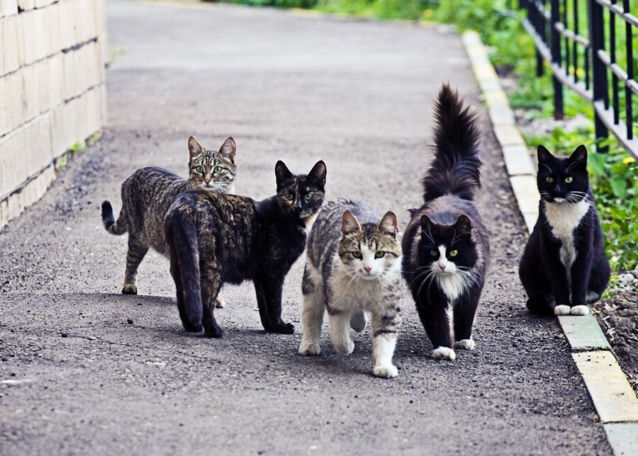 5 типов кошек. Уличный кот. Дворовые кошки. Стая котов. Уличная кошка.