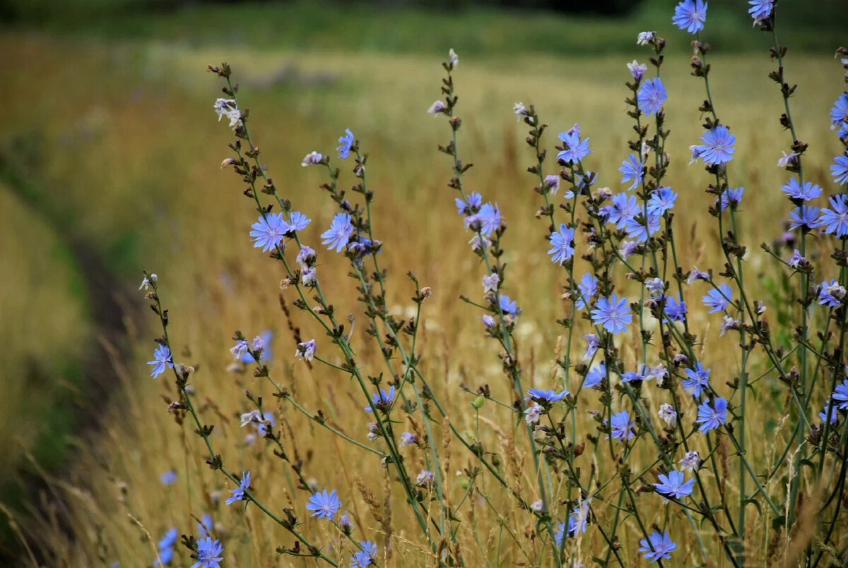 Chicory Edible wild plants, Edible plants, Wild foraging