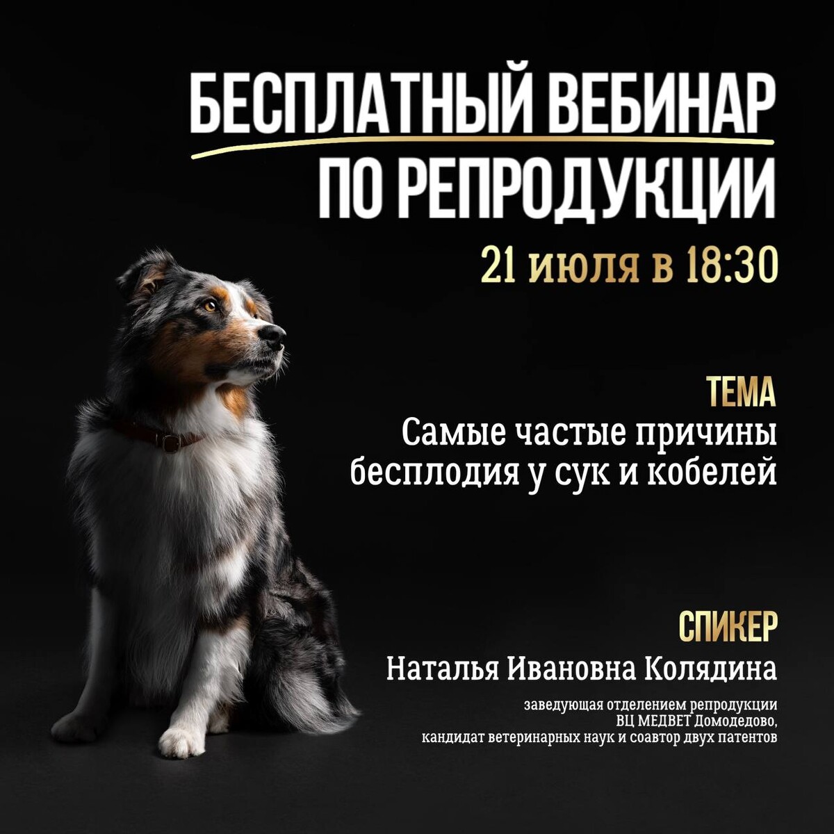 Вебинары собака. Татьяна шаманова кинолог. Боязнь остаться одному дома. Вебинары собаки. Вебинары собаки.