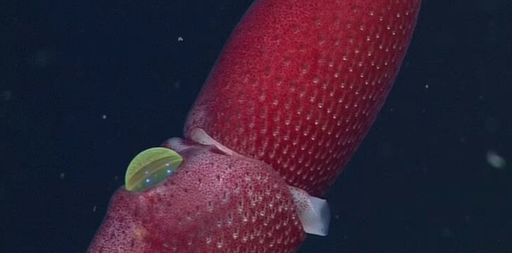 lazy_smart_crop_720x356