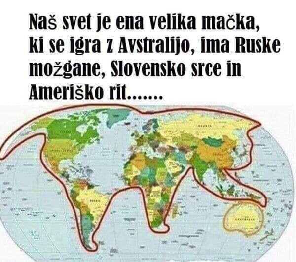 Кот играет с австралией