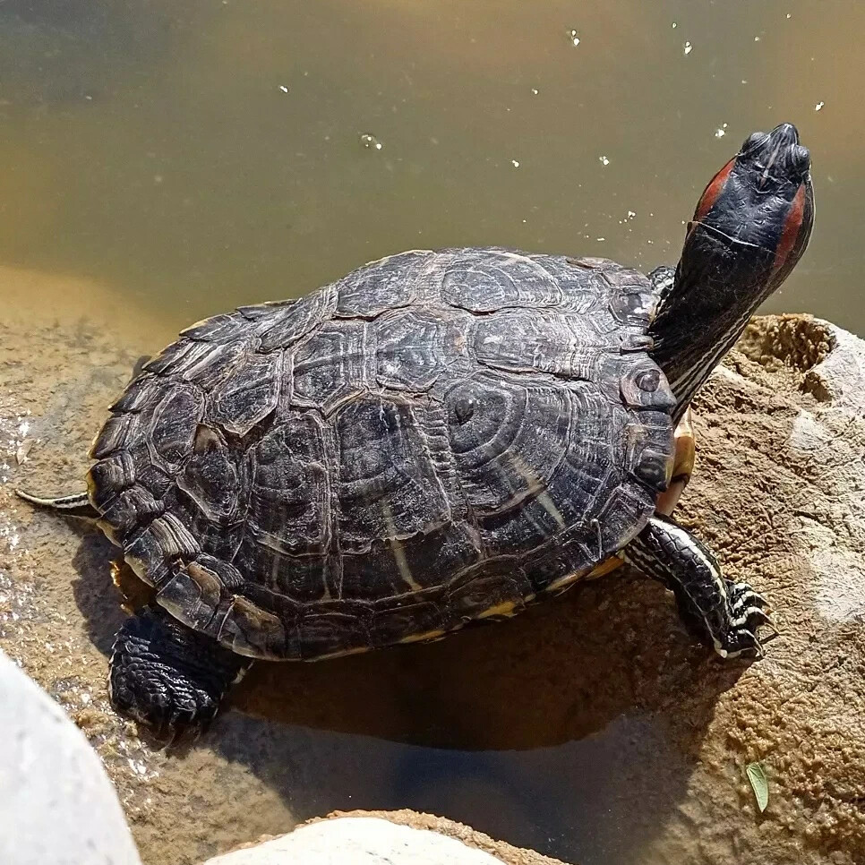 черепаха из рода медаз. сухопутная черепаха. род черепахи. род черепахи. род черепахи.