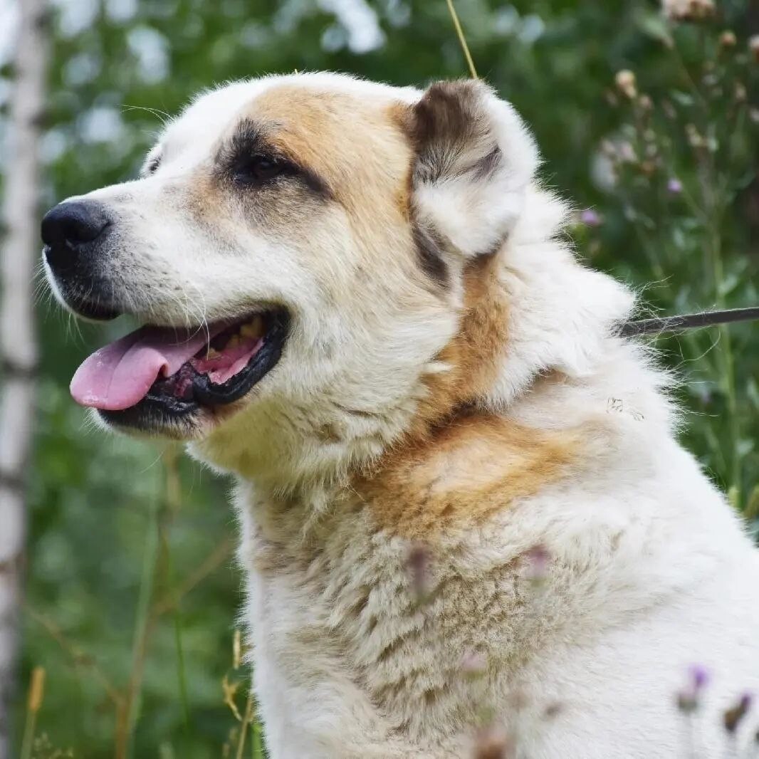 группа поддержки медведи. 1 собака. приют для собак маша и медведь. приют для животных. приют для животных березовский свердловская область.