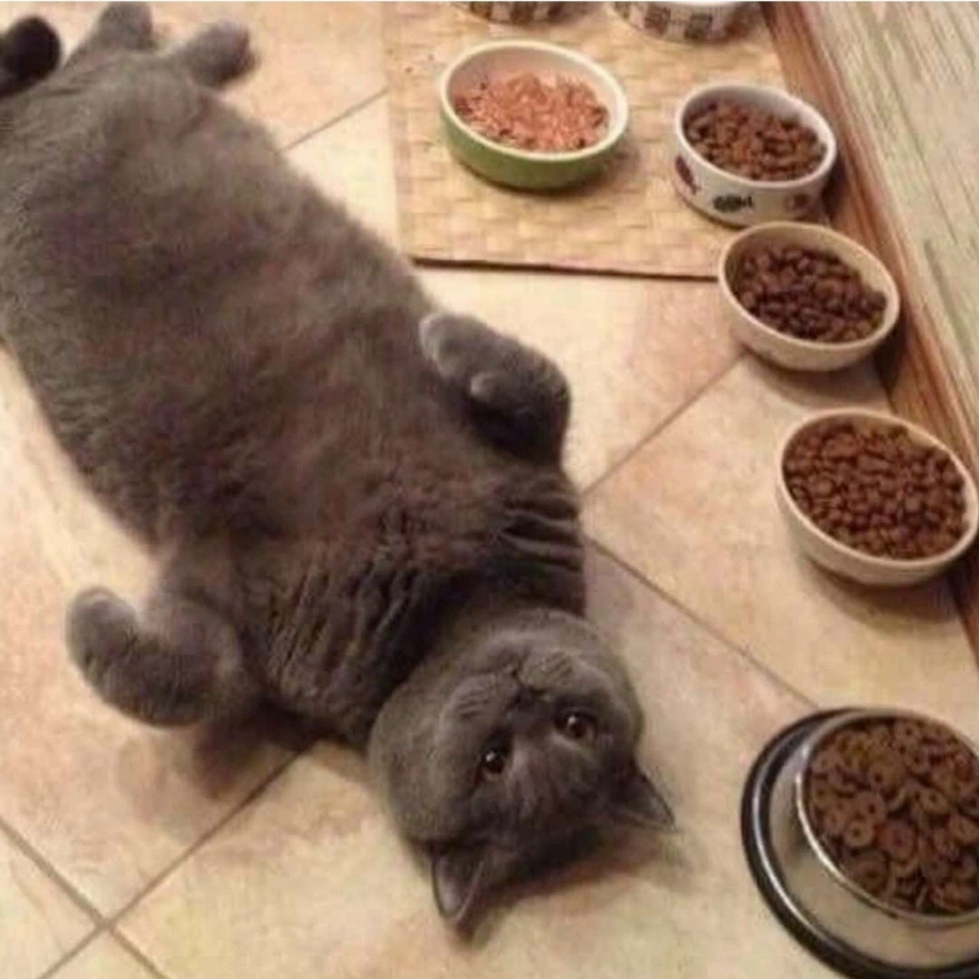 Кушать хочу говорю. Кот и еда. Котик с едой. Кот обедает. Котики еда прикол.