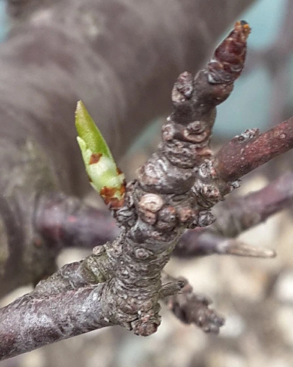Что значит зеленый конус у плодовых. Что значит зеленый конус у плодовых. Фаза зеленого конуса у яблони. Зеленый конус у черешни. Что значит зеленый конус у плодовых.