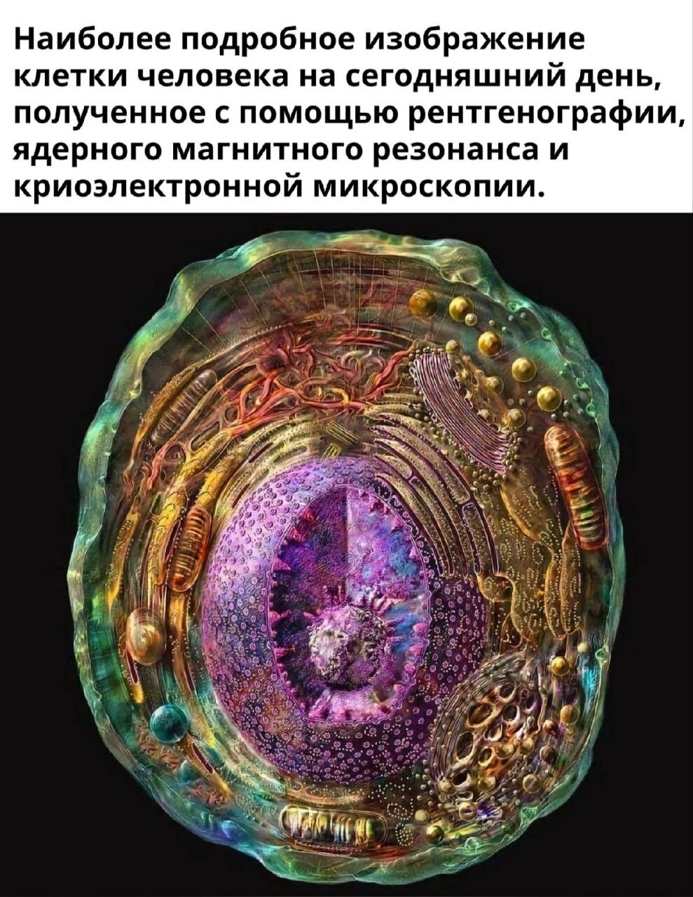 Виды клеток человека. Раковые клетки под микроскопом. Клетки человека в которых несколько. Клетка организма человека. Как выглядит клетка человека.