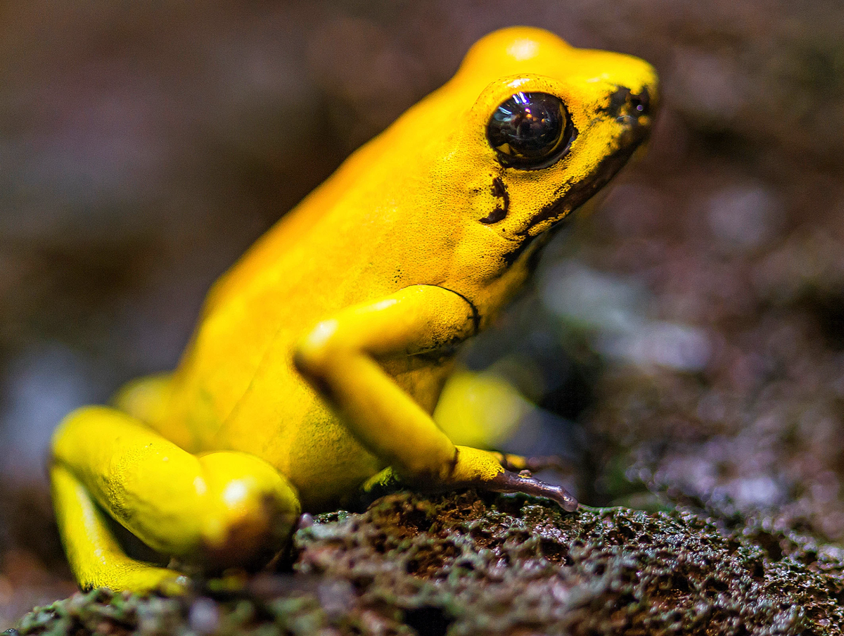 Ядовито желтый. Ядовитая лягушка листолаз. Ужасный листолаз (phyllobates terribilis). Золотистый древолаз лягушка. Листолаз и древолаз.