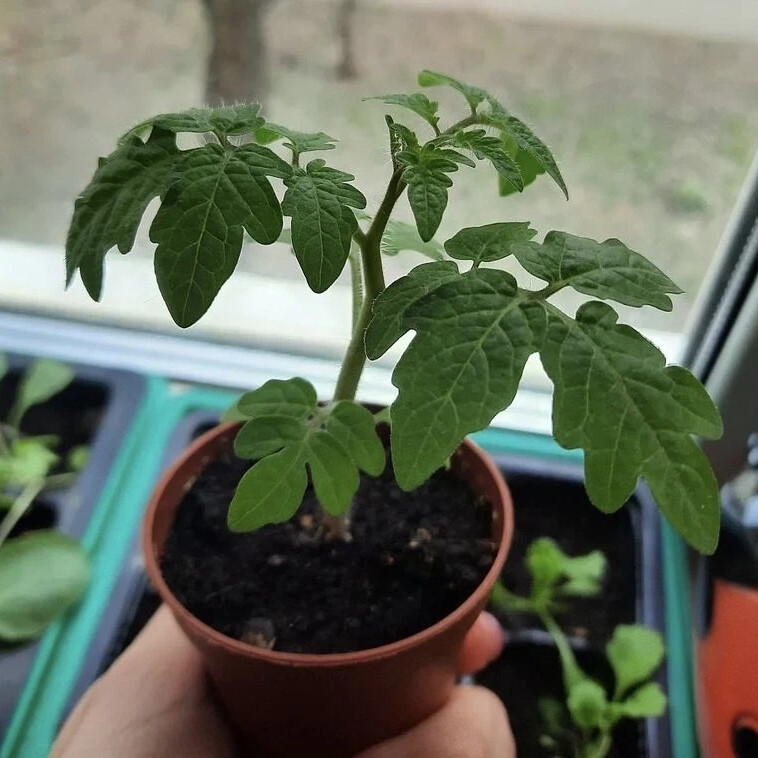 Стрик рассады томатов. Рассада томатов листья фиолетовые. Цвет рассады помидор. Хелатные листья рассады томатов. Рассада помидор перосла.
