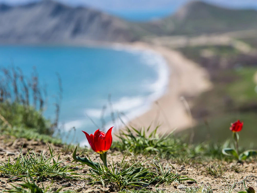 Дикие тюльпаны в крыму. Тюльпаны Шренка Коктебель. Крымский тюльпан Шренка. Коктебельский тюльпан Крым. Тюльпан Шренка в Крыму.