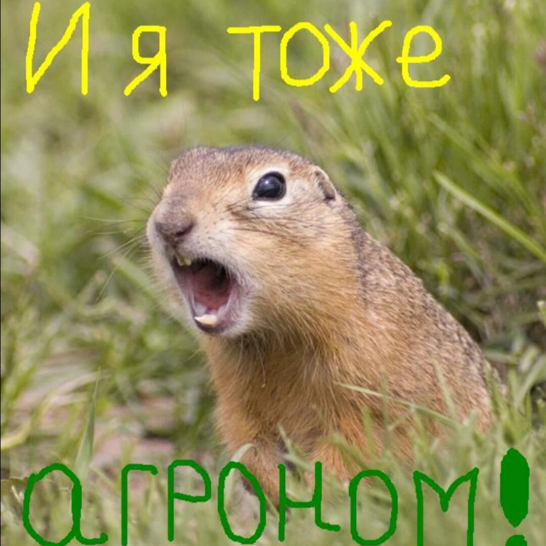 Смешные суслики