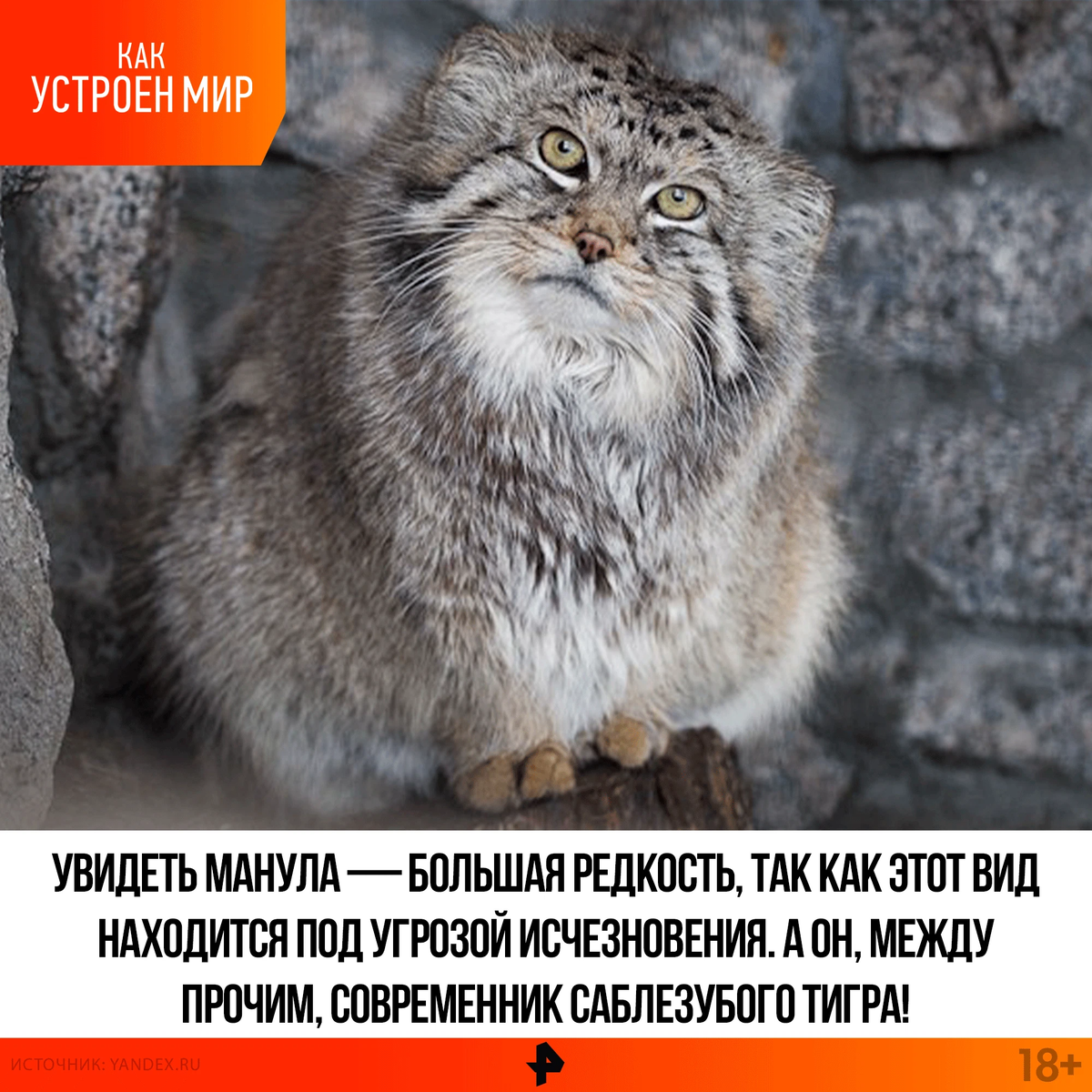 68) Likes Tumblr Pallas's cat, Manul cat, Wild cat species