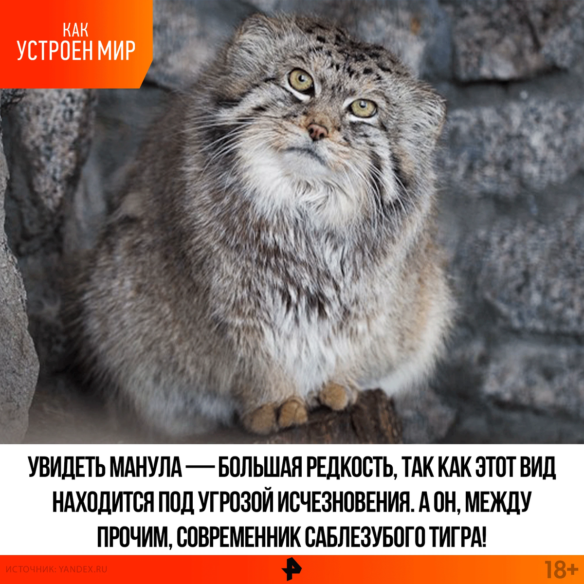 Кот манул забайкальского края рисунок