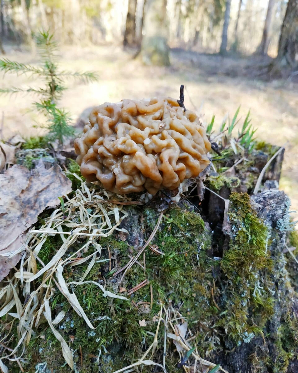 Ранние весенние грибы