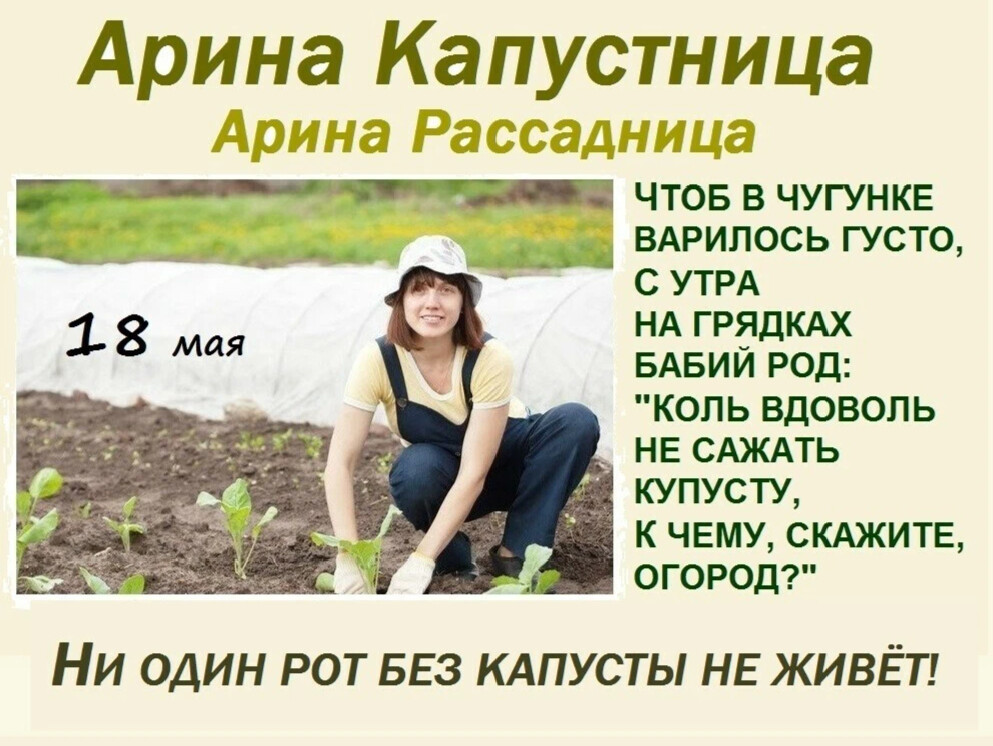 Арина капустница картинки