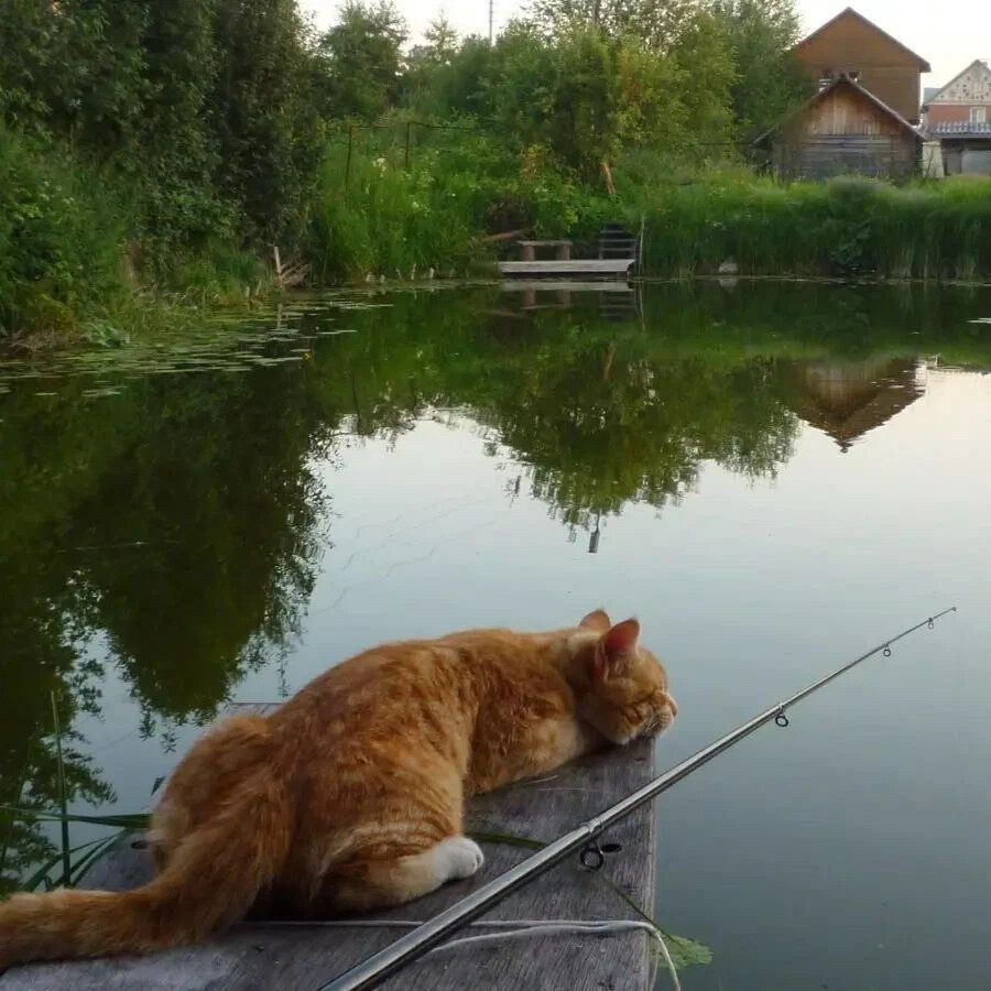 Коты на рыбалке. Кошка для рыбалки. Кот ловит рыбу. Котик рыбачит.