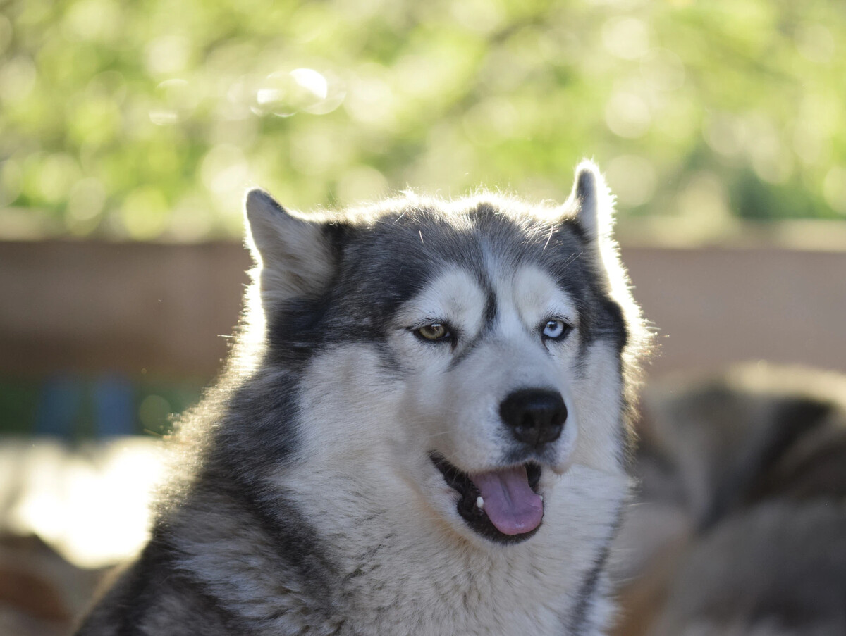 Хотите хаски. Ласка жизнь 10 хаски. Husky 10.000. Хаски я не хочу быть красивым не хочу быть богатым