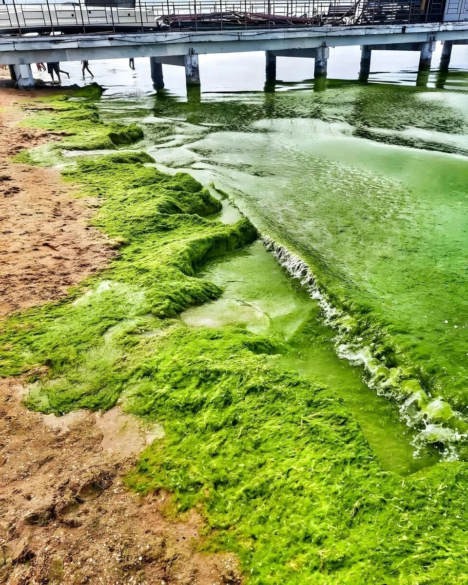 анапа цветущее море