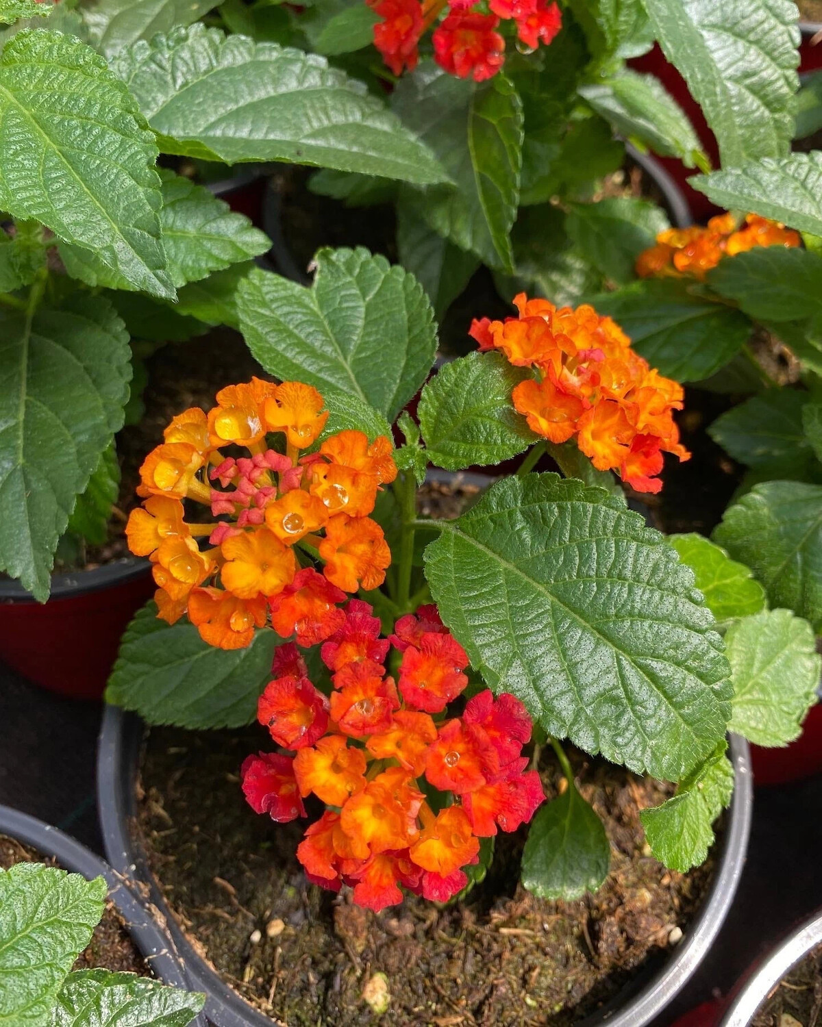 2 Фото Лантана Gem Compact Orange Fire
