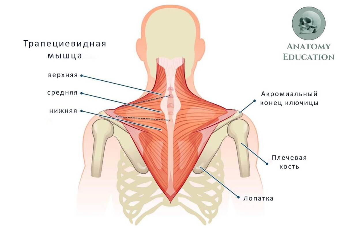 Кафаров анатомия