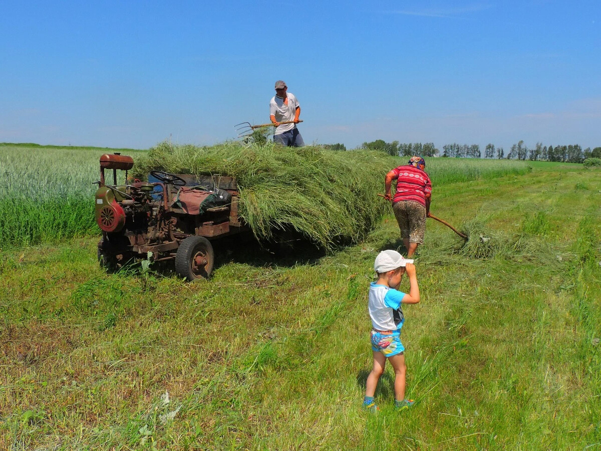 Сенокос в деревне. Деревенская жизнь. Люди в деревне. Люди из деревни